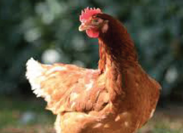 pollastra-rossa